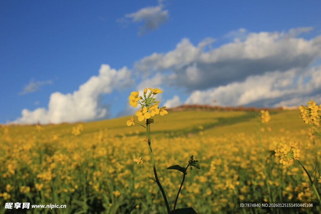 金黄花田与蓝天美景