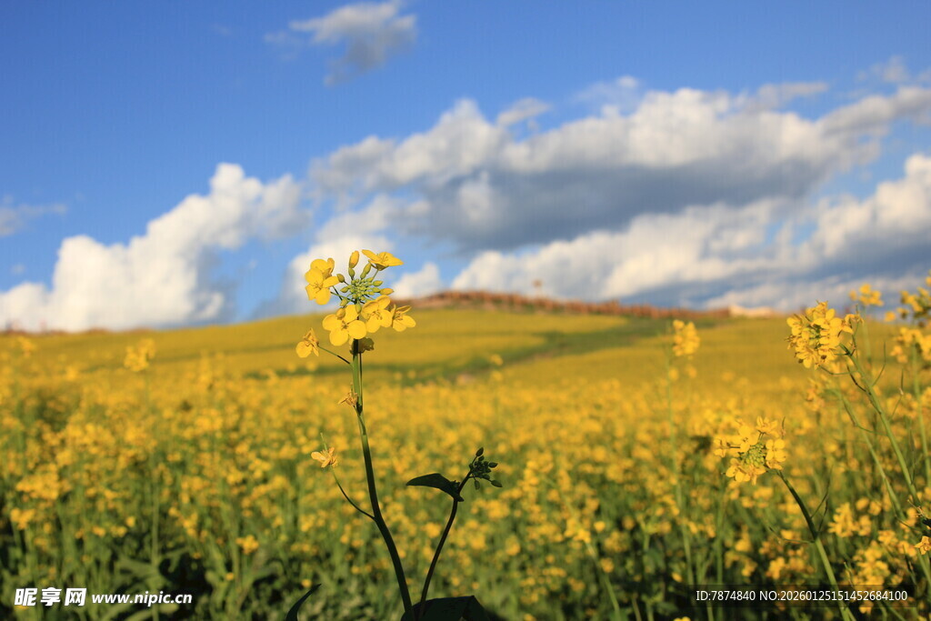 金黄花海与蓝天白云美景