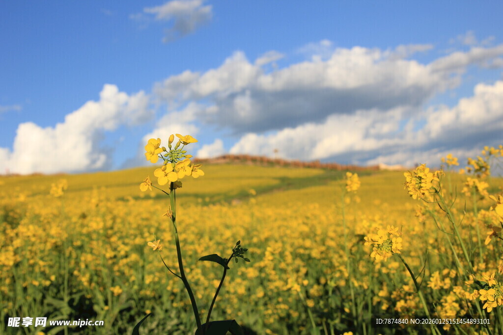 金黄花海 蓝天白云美景