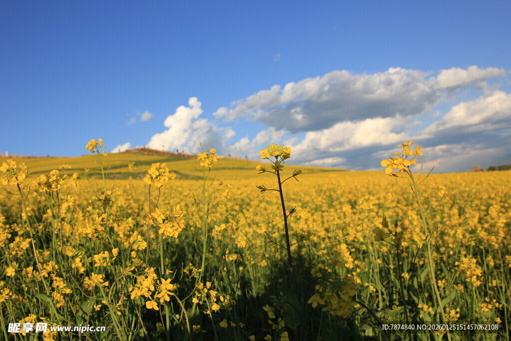 金黄花海 蓝天白云美景