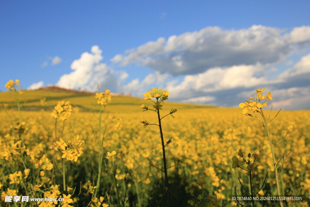 金黄油菜花田与蓝天白云