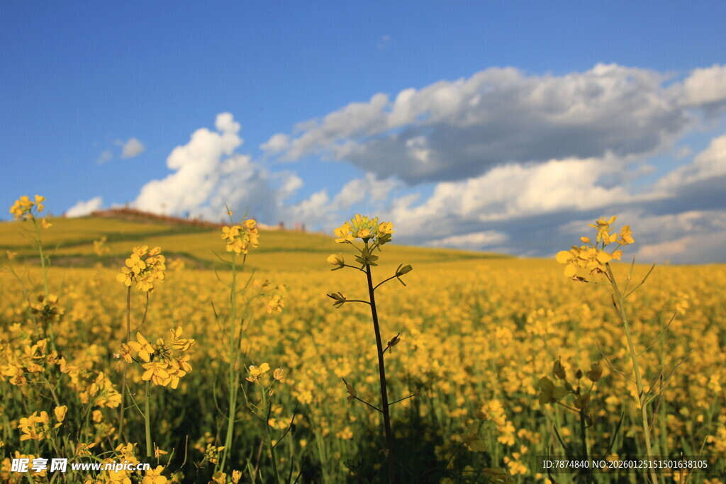 金黄油菜花海 蓝天作伴