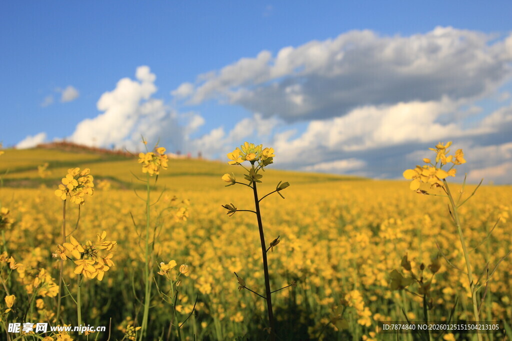金黄油菜花田与蓝天白云