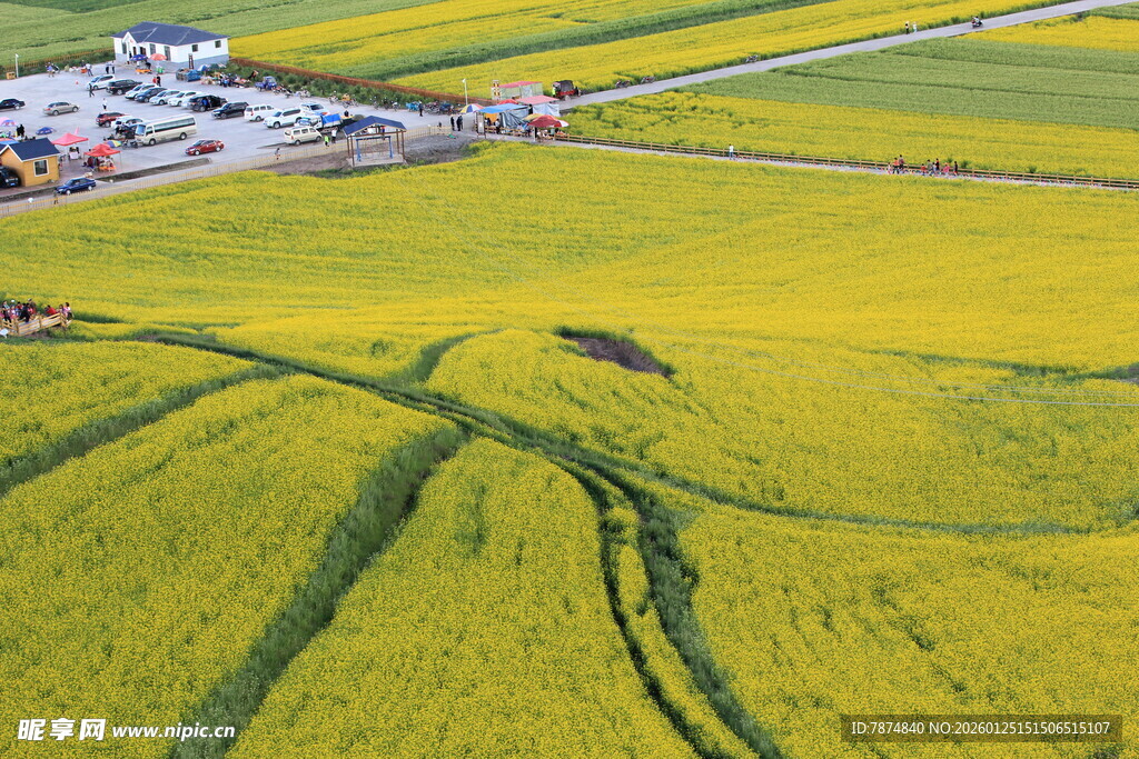 金黄油菜田的美丽俯瞰