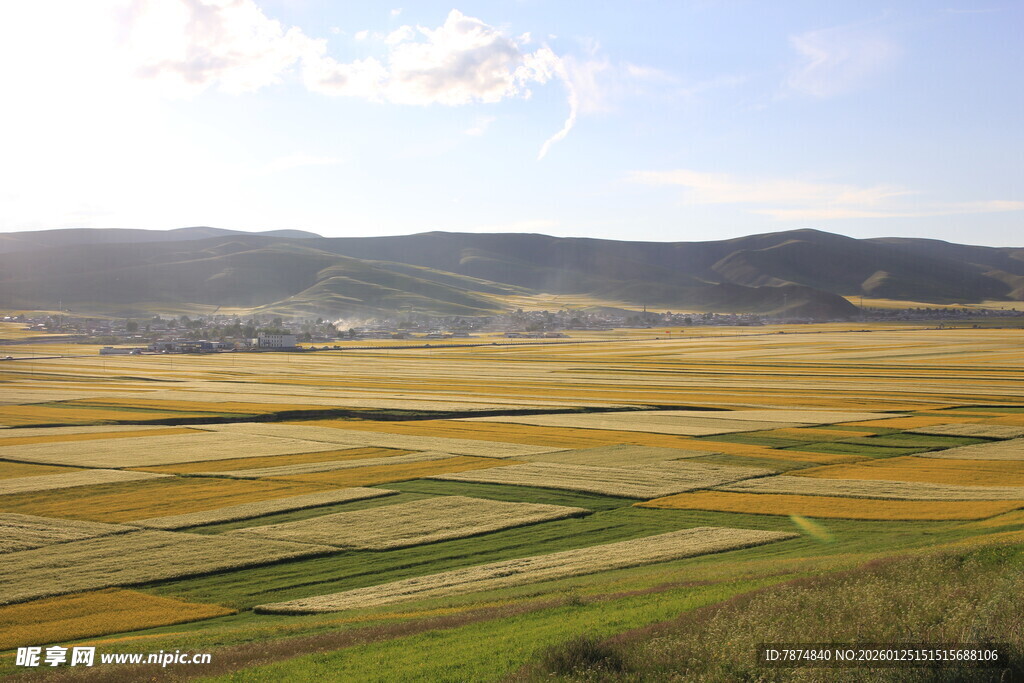 金色田野风光