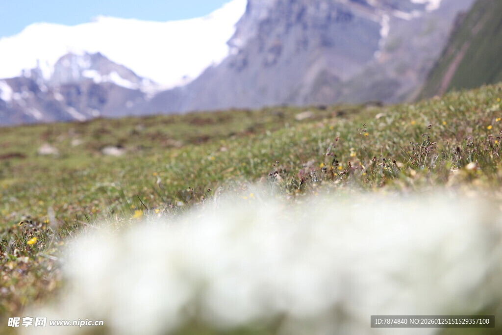 山间草地与远处雪山美景