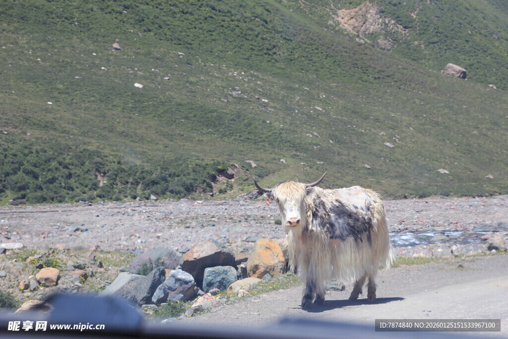 公路上的牦牛