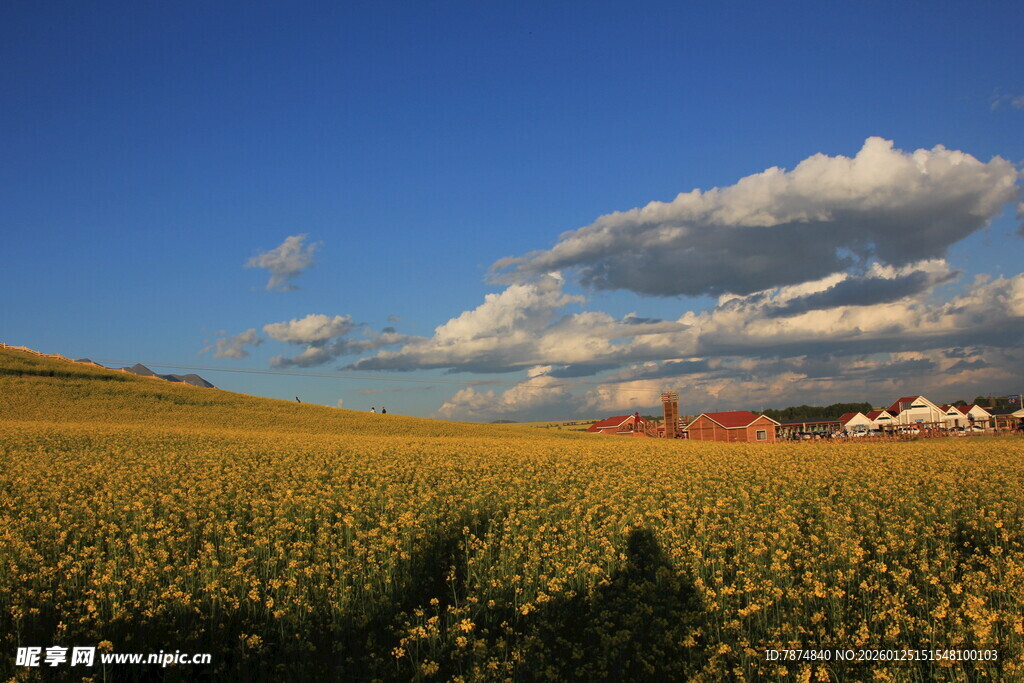金黄田野与蓝天白云美景