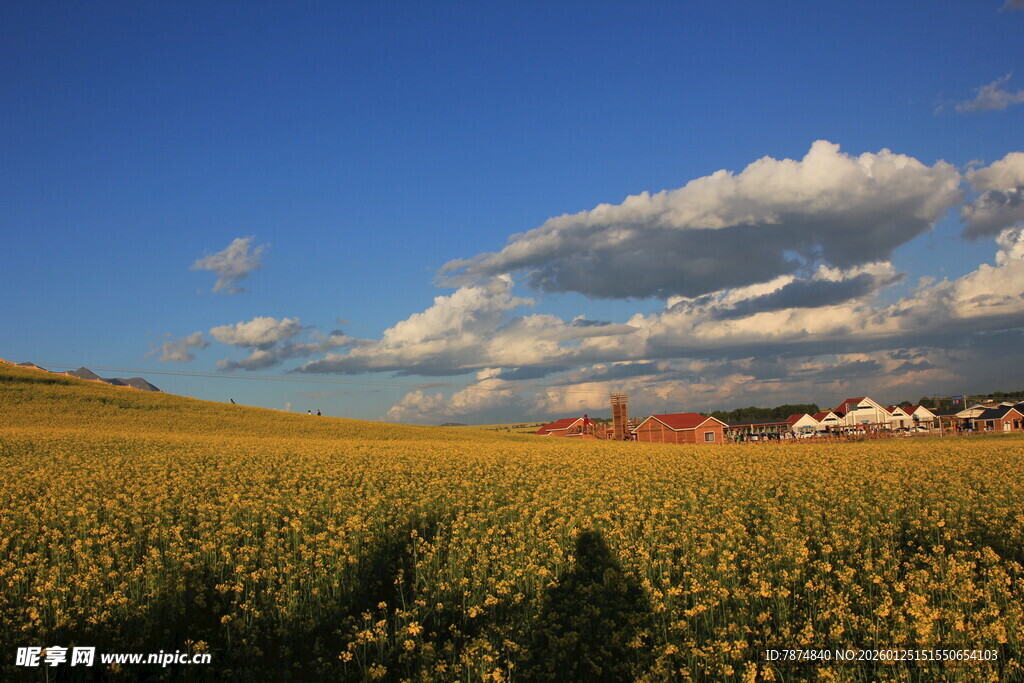 金黄田野与蓝天白云美景