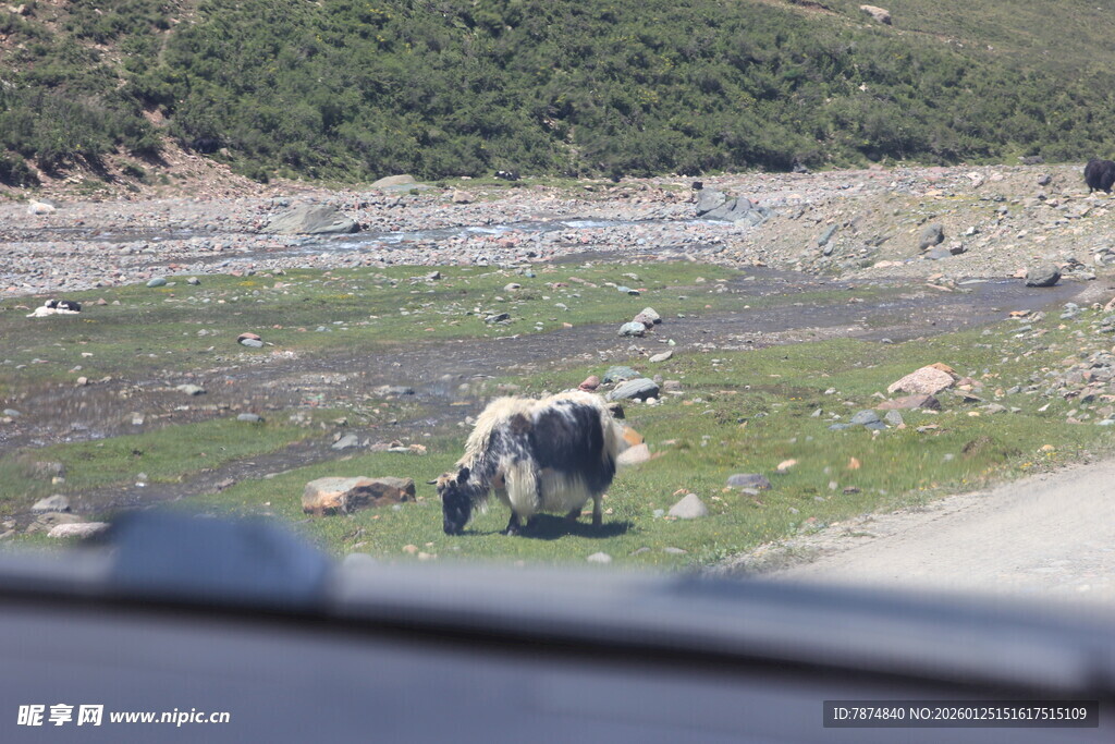 公路边吃草的牦牛