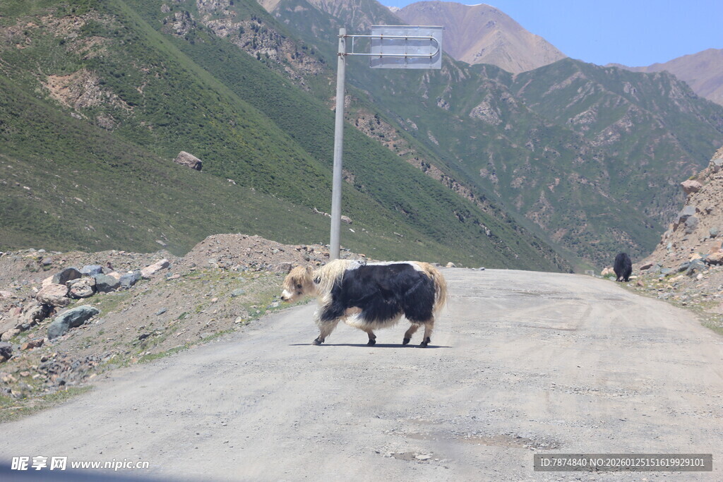 公路上的牦牛