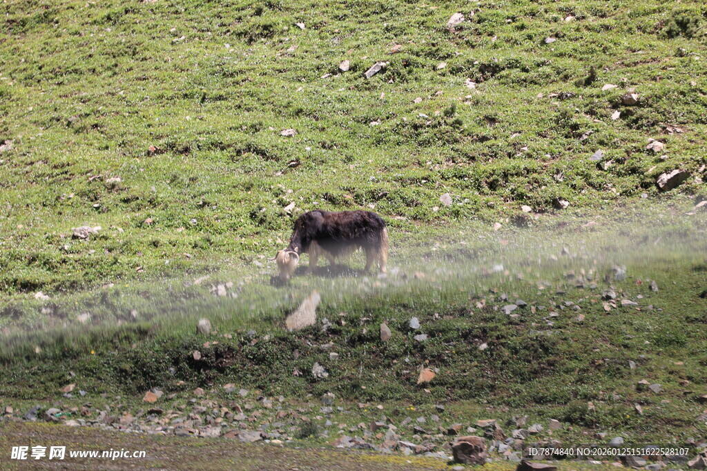 草原上的牦牛
