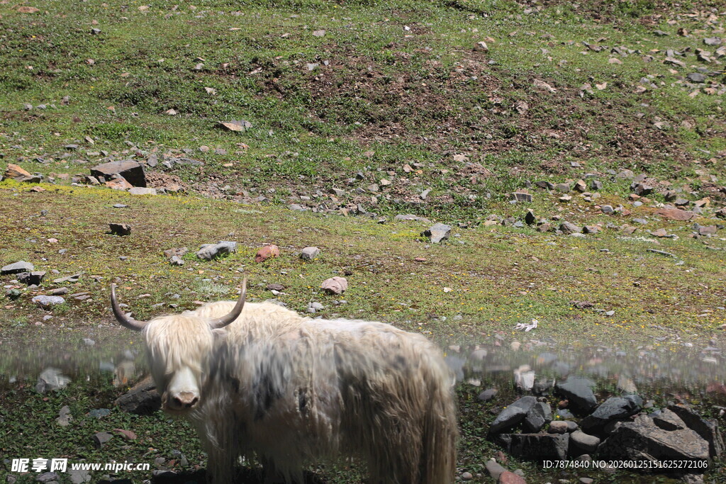草原上的牦牛