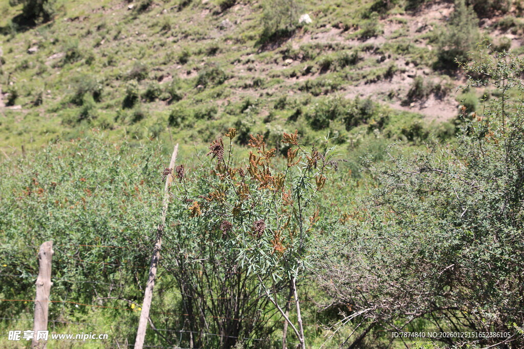 山间绿植与栅栏景观