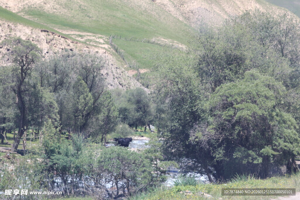 山间溪流旁的葱郁树林