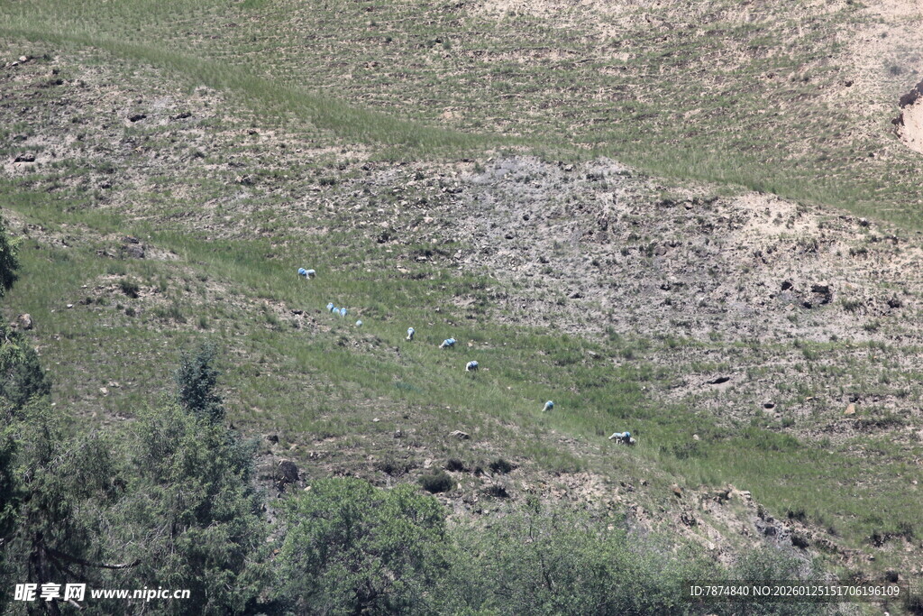 山坡草地岩石景观