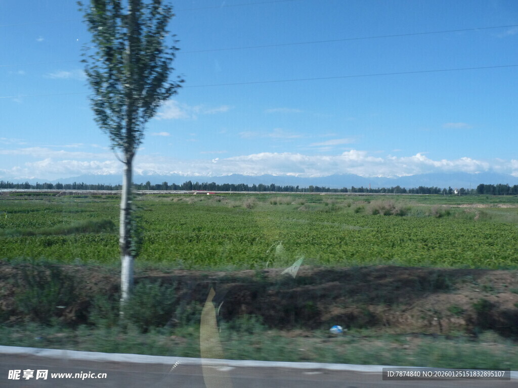 公路旁的田野与孤树