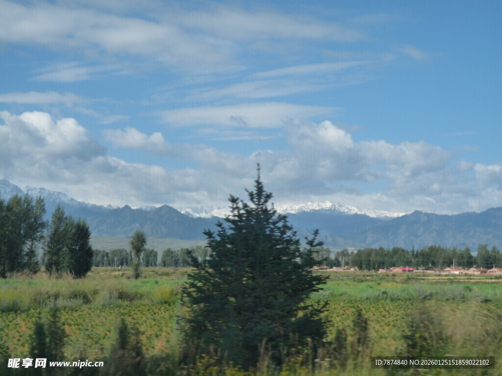 田园风光中的葱郁树木