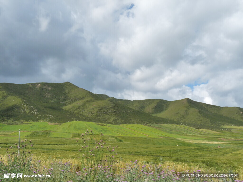 草原风光 绿意盎然的美景