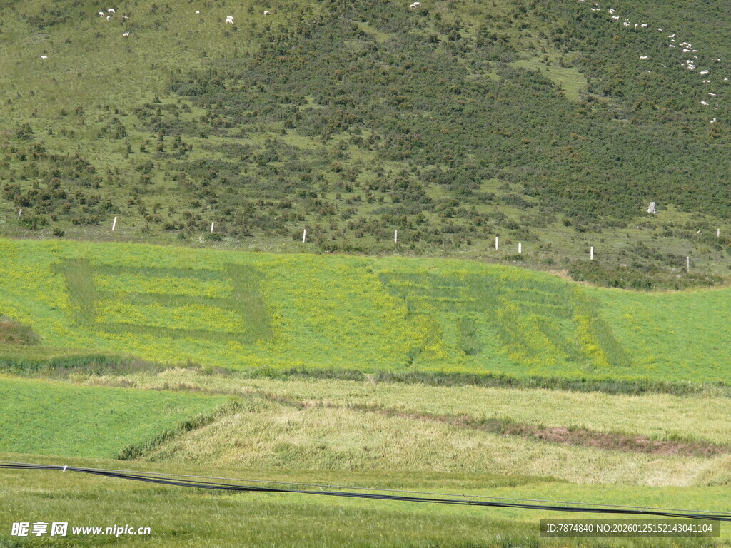田野中的彩色图案景观