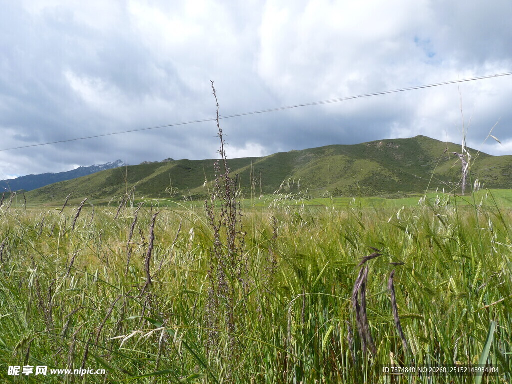 草原风光 远山与茂盛野草