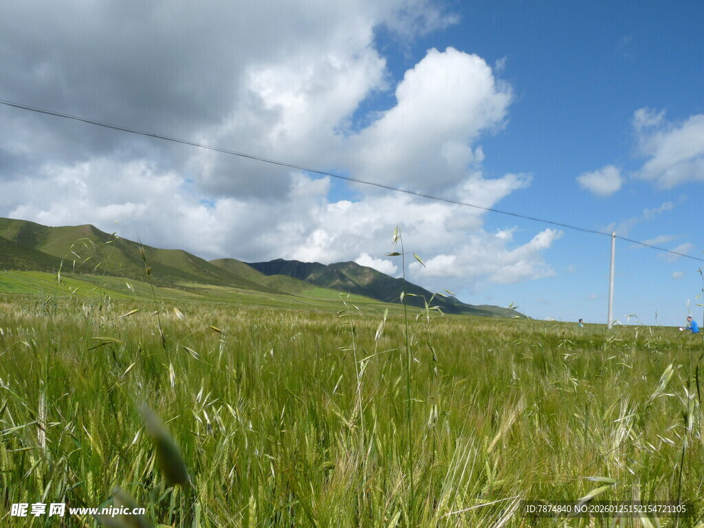 草原风光 蓝天白云绿草