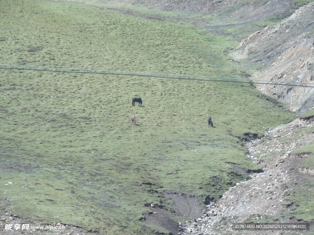 草原上的动物与自然景观