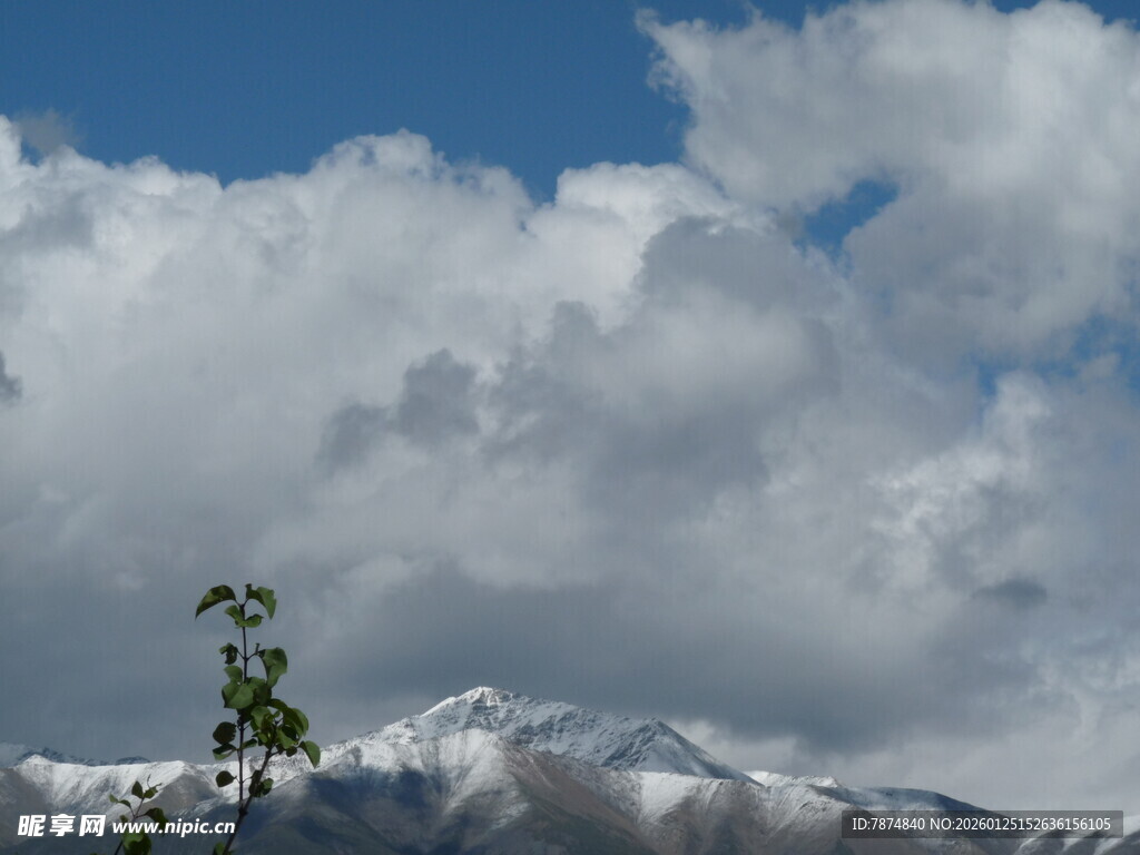 蓝天白云下的孤树与雪山