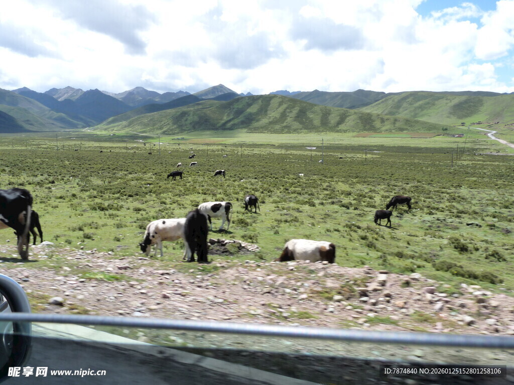 草原上的牧牛景象