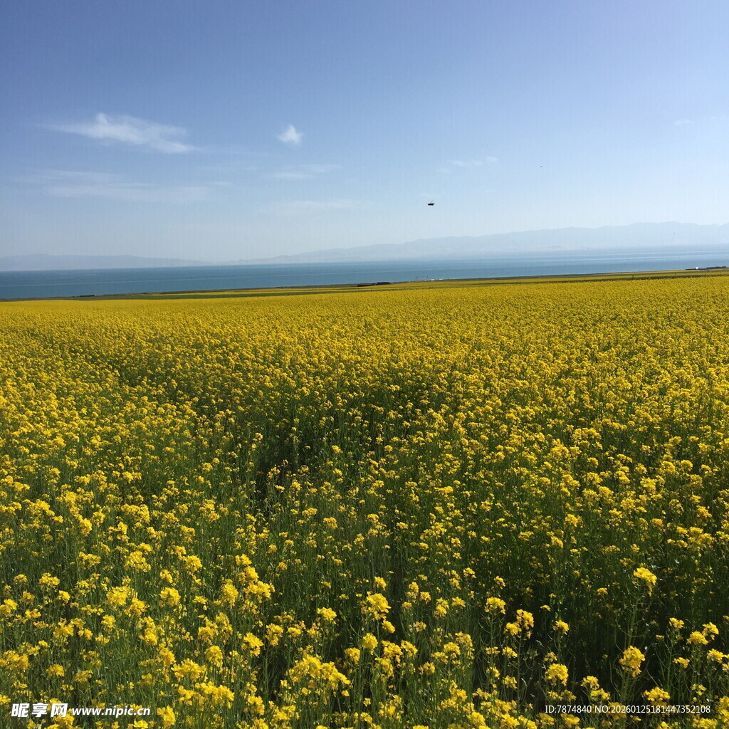 金黄油菜花田与蓝天海景