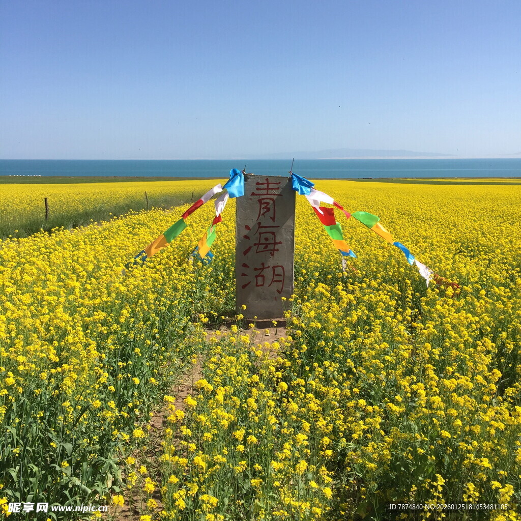油菜花海中的彩色经幡