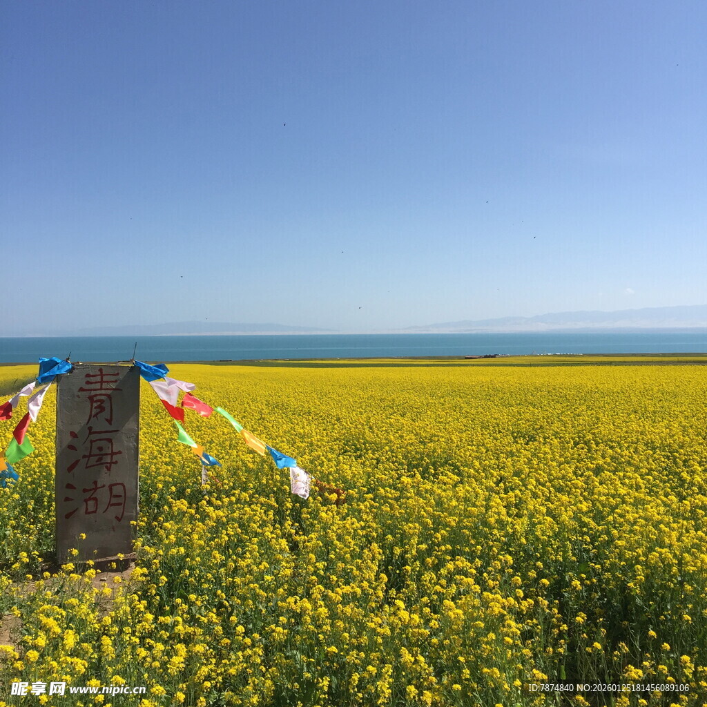 金黄花海与飘扬经幡
