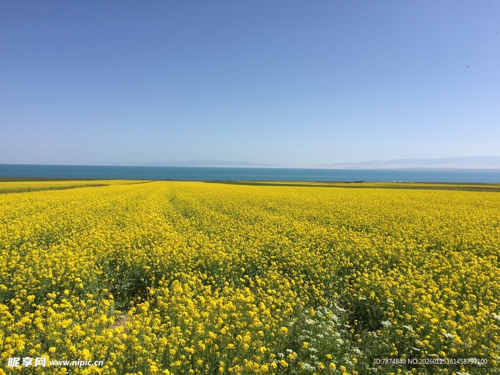 金黄油菜花海 春日美景