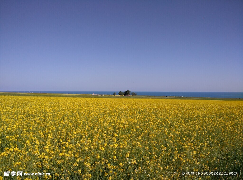 金黄油菜花田的美丽景致