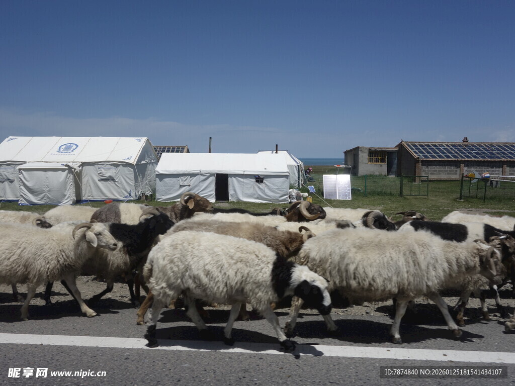 羊群过马路场景