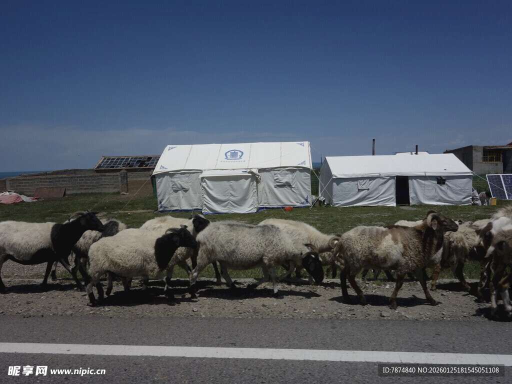 羊群穿行于草原与帐篷间