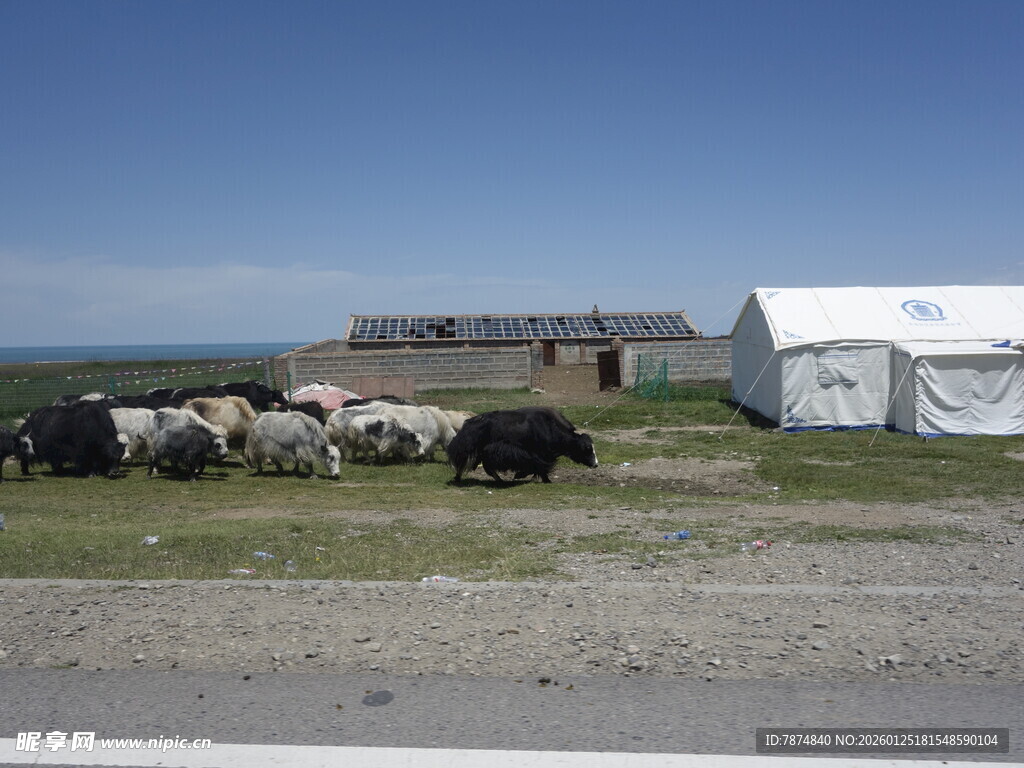 草原上的牲畜与白色帐篷
