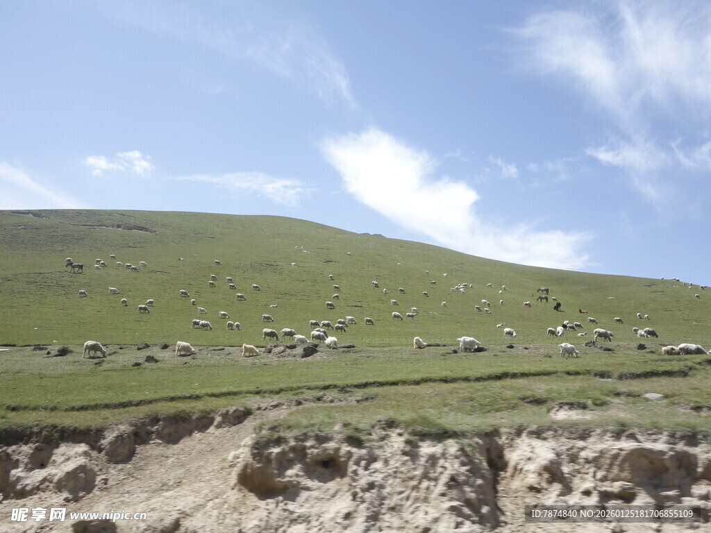 草原羊群与蓝天白云美景