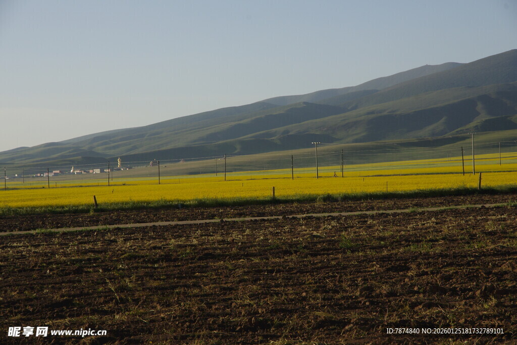 田野中的黄绿相间美景