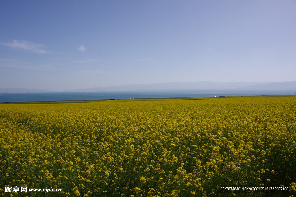 金黄油菜花海与蓝天