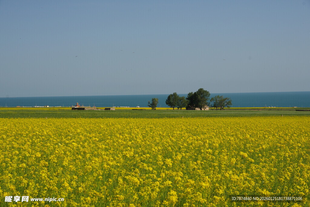 金黄油菜田与远处海景