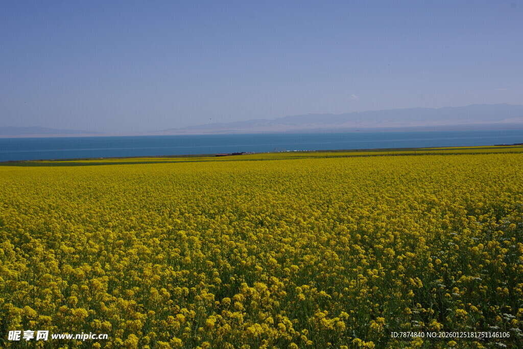 金黄油菜花田 蓝天相伴