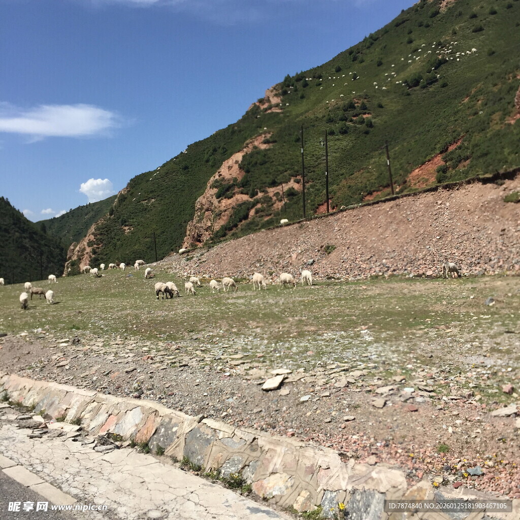 山间路旁的羊群风景