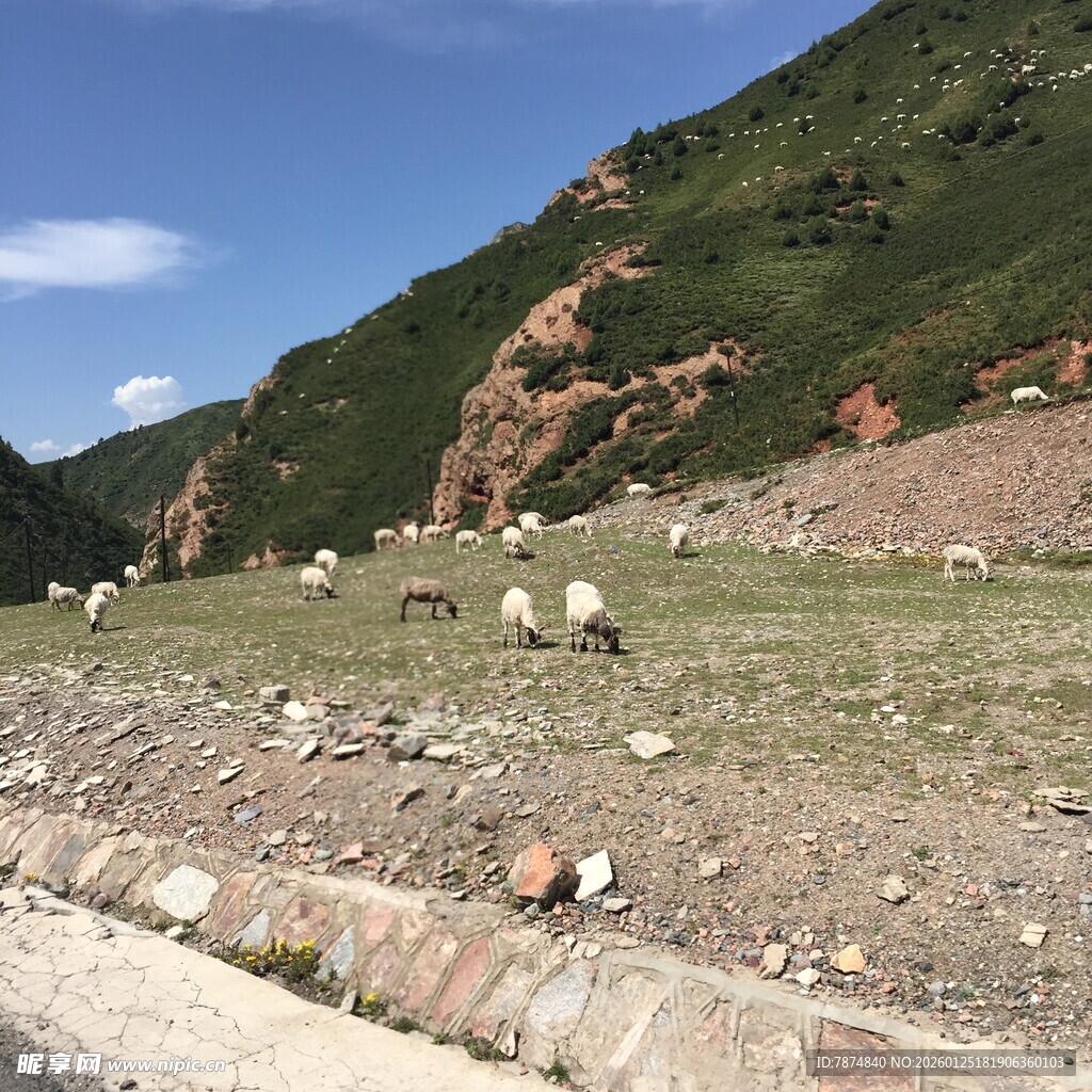 山间草地的羊群风景