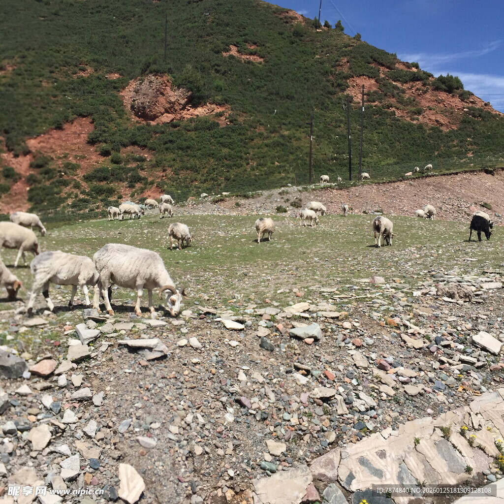 山坡上的羊群
