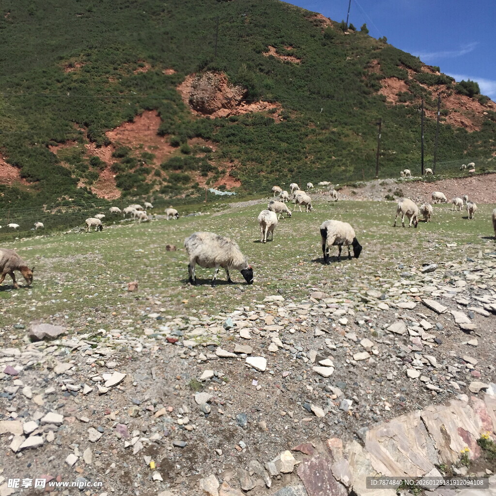 山间草地的悠闲羊群