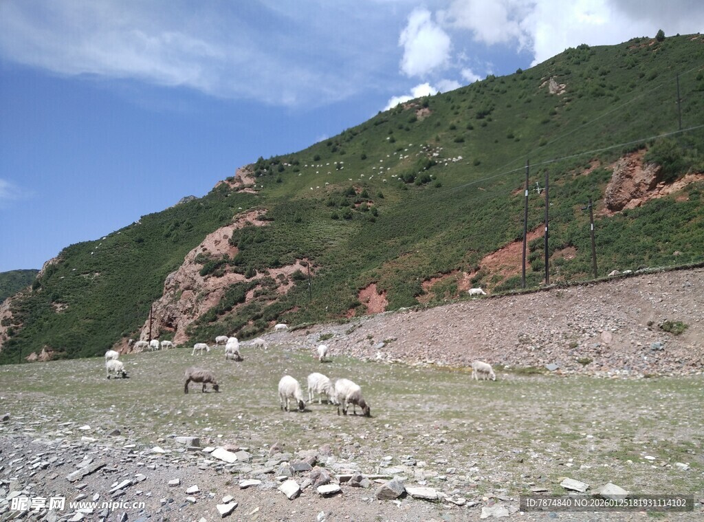山坡下的羊群