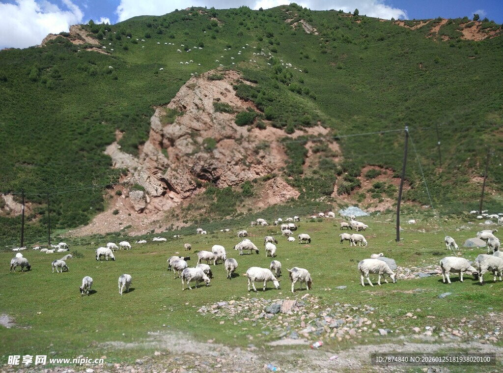 山坡上的羊群