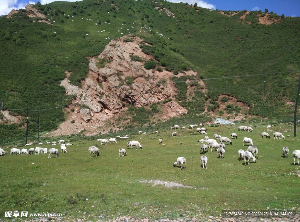 山坡上的羊群