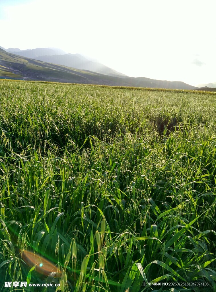 广袤绿野 尽显自然生机